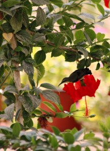 Purple Sunbird